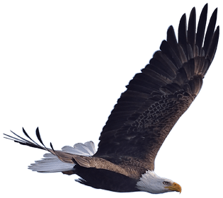 chinese eagle