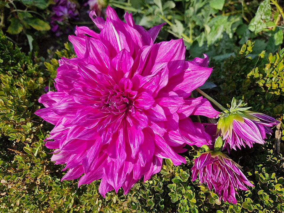 Real Jardín Botánico de Madrid, magenta dahlia.jpg — Gerda Arendt (CC0) Pantone Viva Magenta