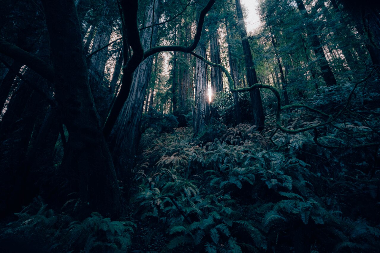 苍色 — 草木苍翠