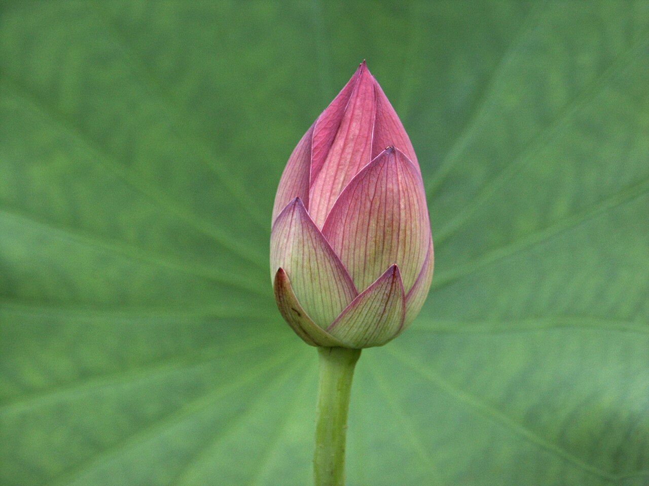 藕荷 — 荷花淡紫粉