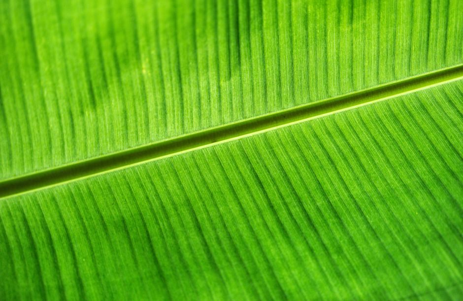 人籁 — Intricate close-up of a vibrant green leaf texture with detailed lines in Taiwan.