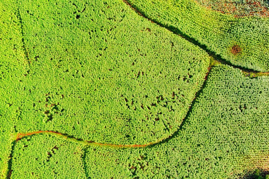 水龙吟 — Drone shot capturing lush green agricultural fields in West Java, Indonesia.